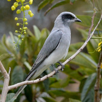 Black-faced Cuckooshrike